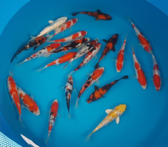 Koi Carp, High Grade Japanese Koi Carp under £100 from Koi Water Garden
